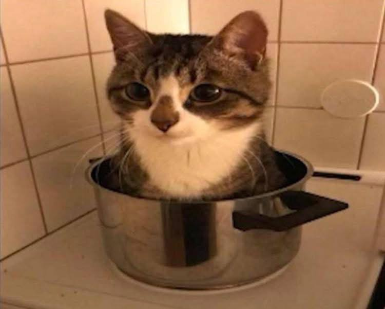 image - изображение на LocalQQ