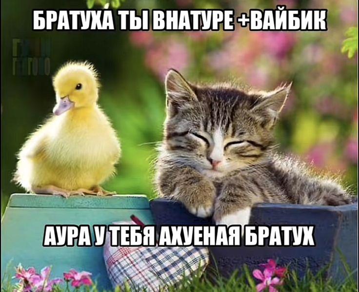 6589244 - изображение на LocalQQ